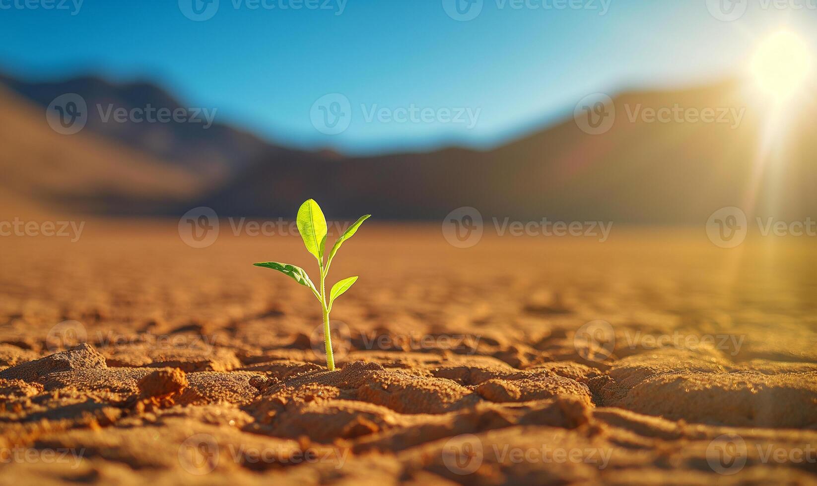 résistance dans aridité - seul plante florissant dans le désert photo