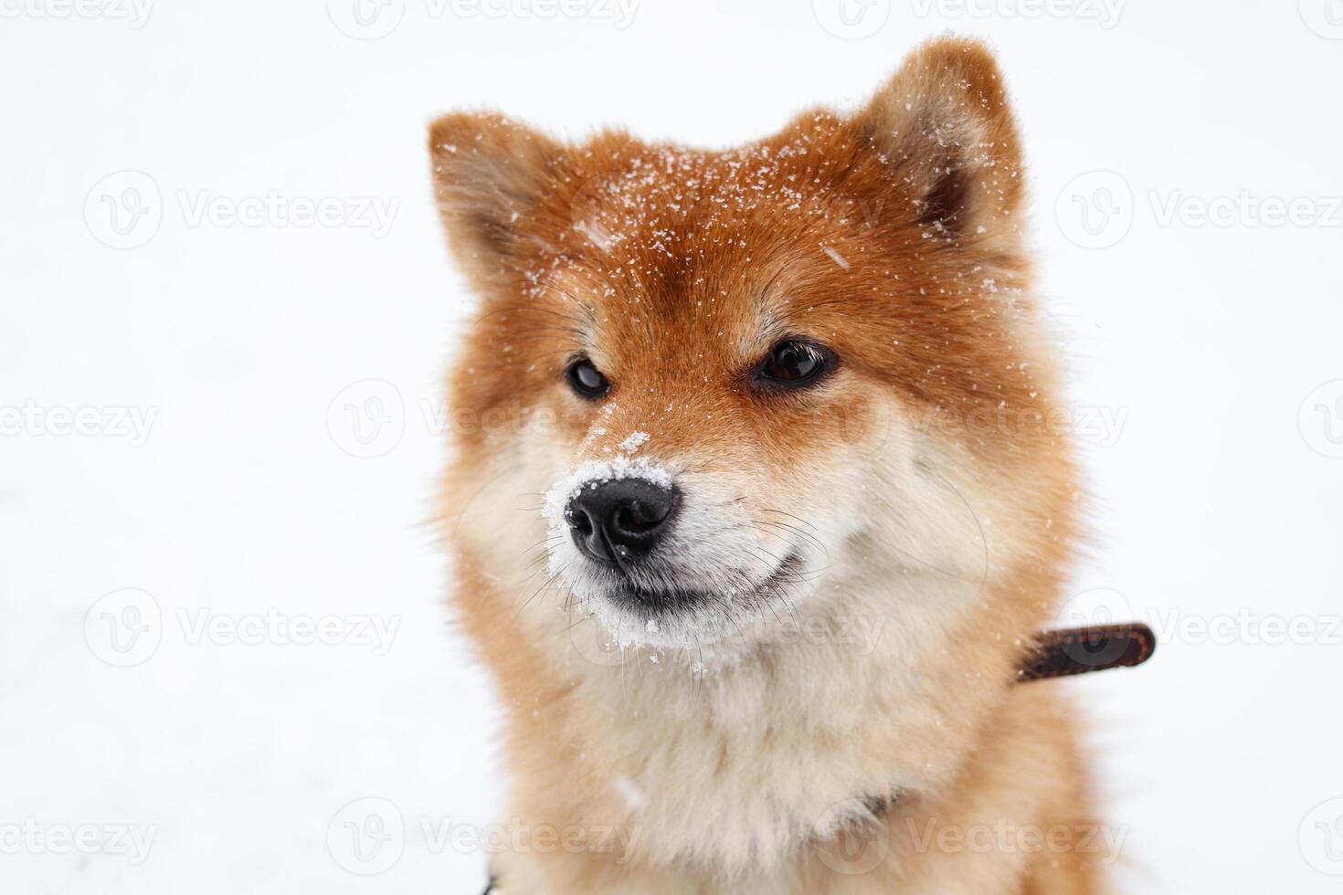 shiba inu chien dans le neige. chien portrait. mignonne duveteux chien photo
