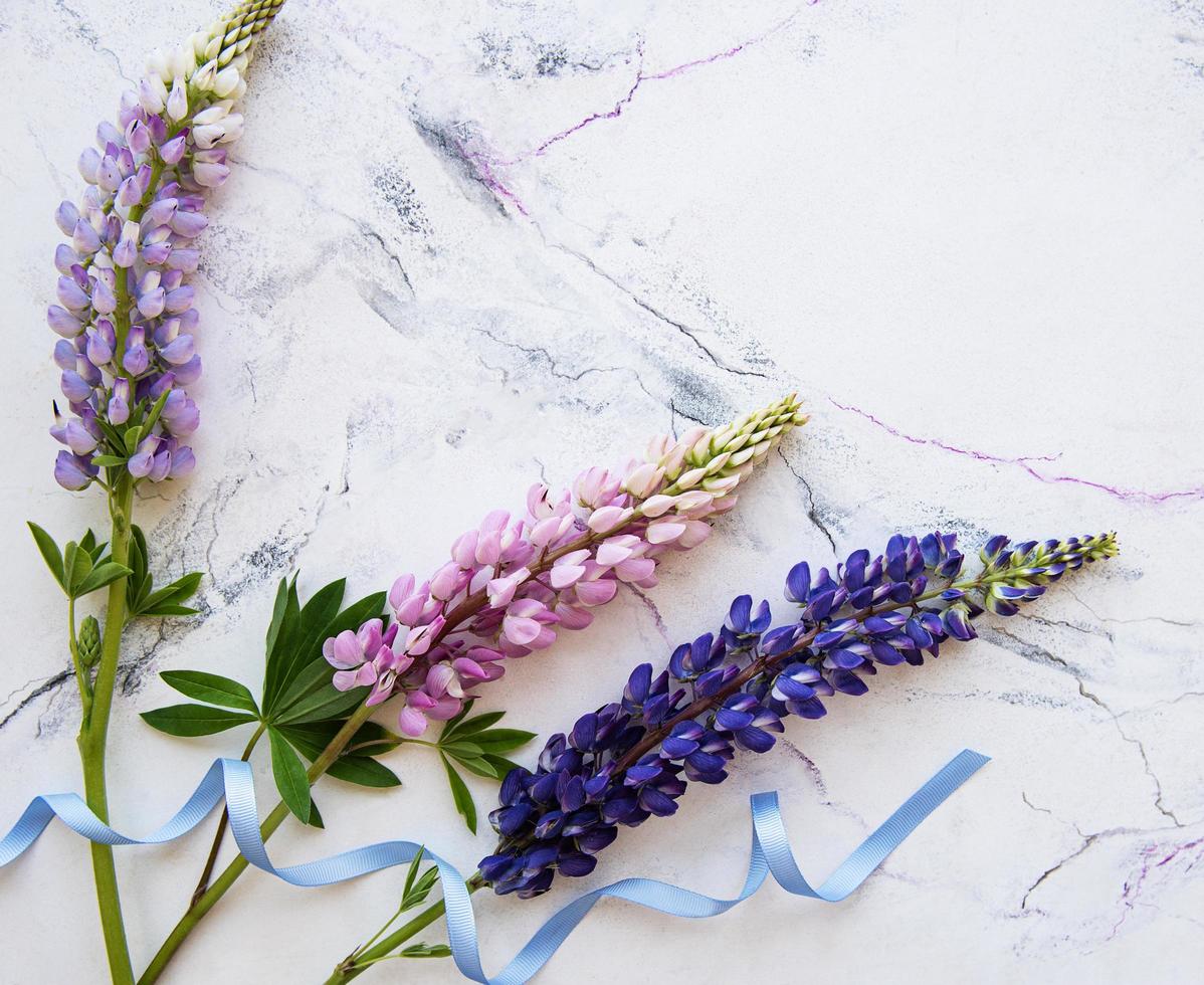 bordure de fleurs de lupin rose et violet photo