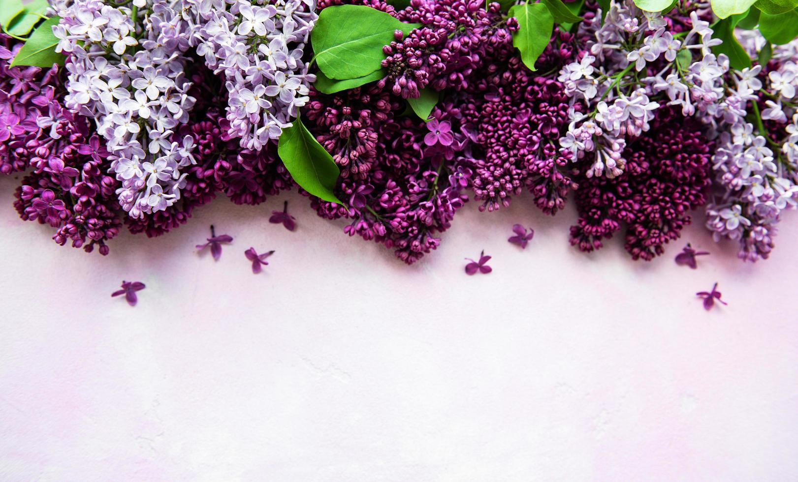 bordure de fleurs de printemps lilas photo