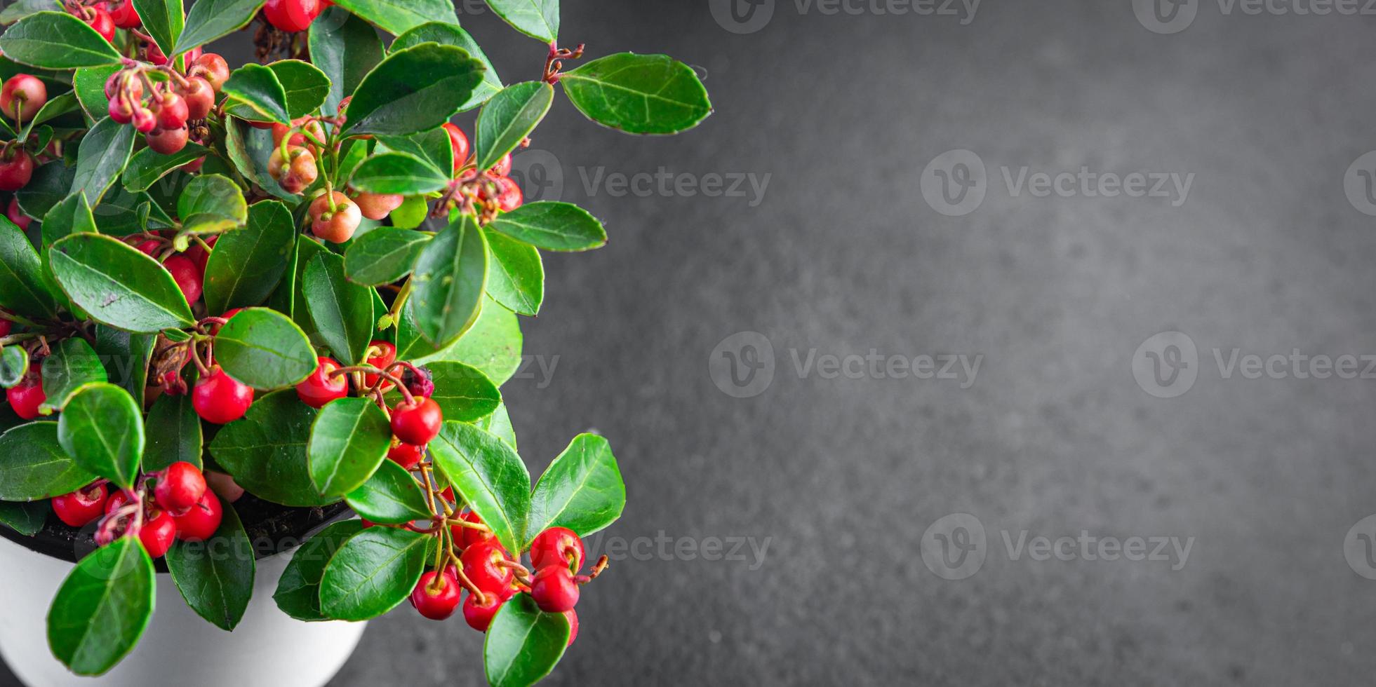 gaultheria fleur plante baies rouges d'intérieur photo