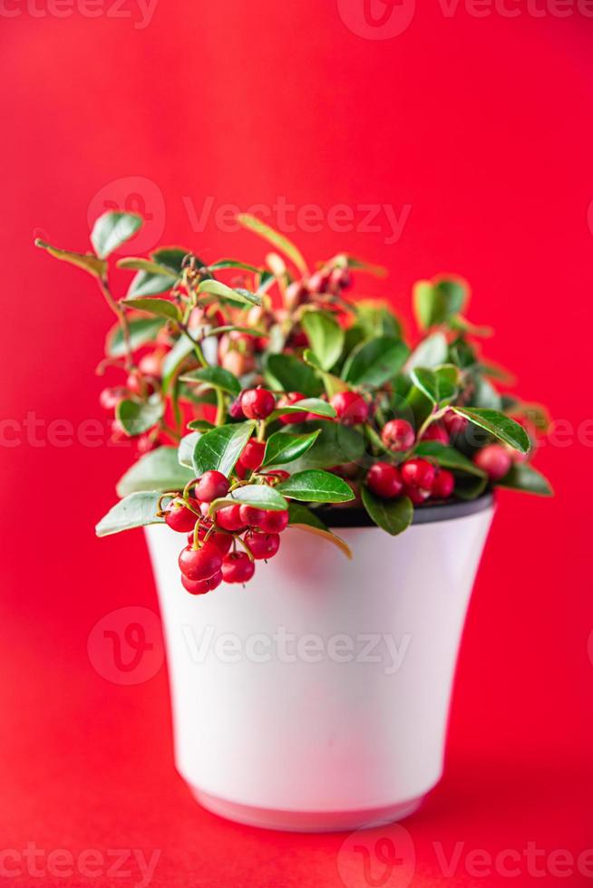 gaultheria fleur plante baies rouges d'intérieur photo