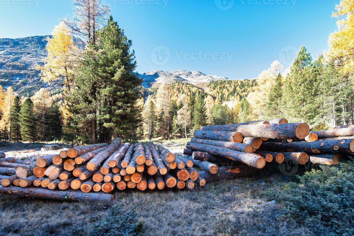 troncs de plantes taillés dans les montagnes suisses photo