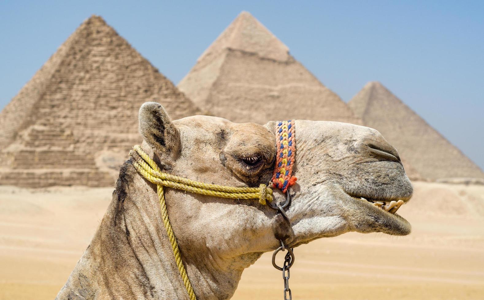 tête de chameau dans le contexte de la pyramide de Khéops à Gizeh en Egypte photo