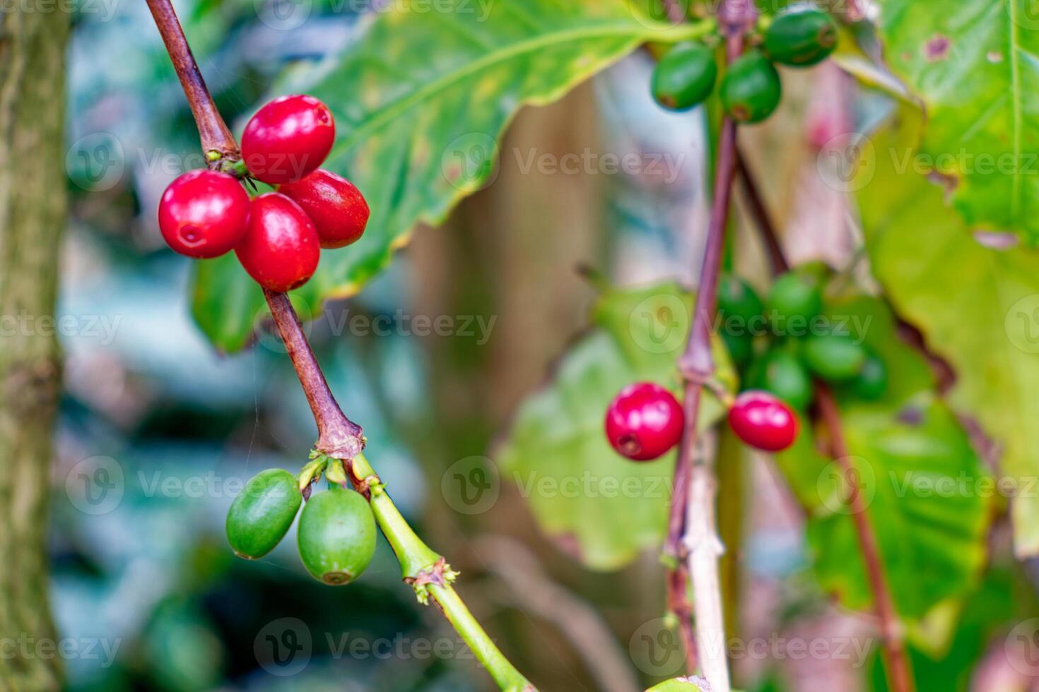 proche en haut de le café des haricots plante. photo