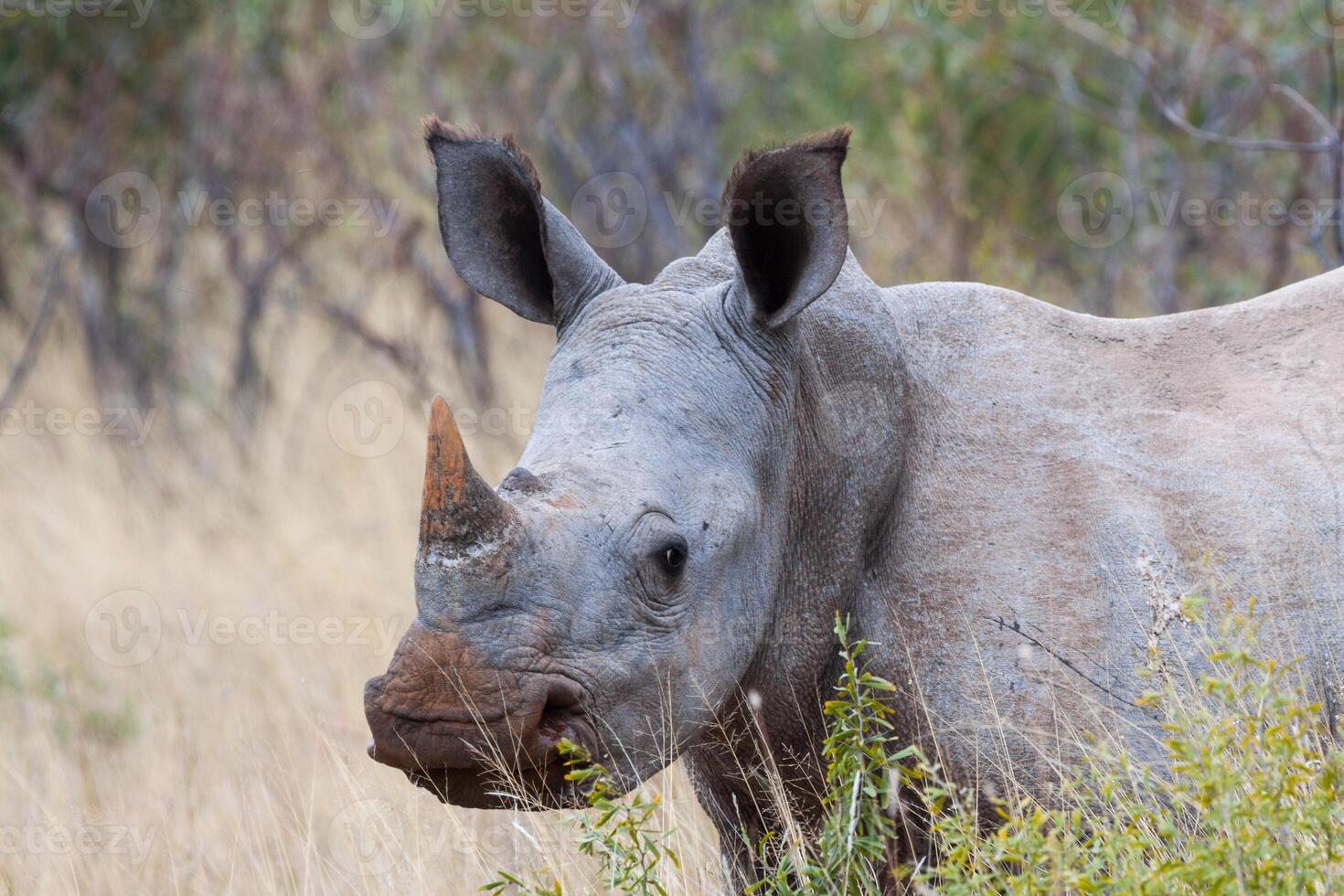 Jeune blanc rhinocéros photo