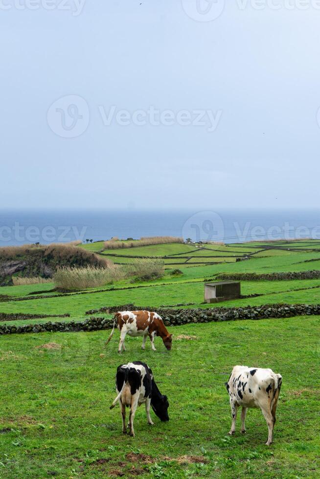 laitier vaches pâturage sur luxuriant vert des champs dans terceira île, les açores, avec le atlantique océan dans le Contexte. photo