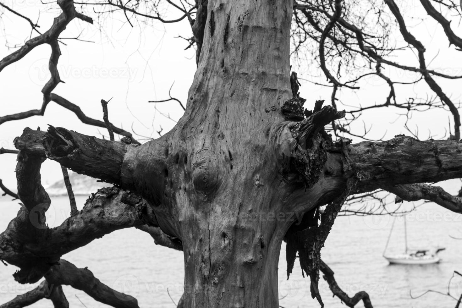 noir et blanc photographier de sec arbre tronc avec les racines photo