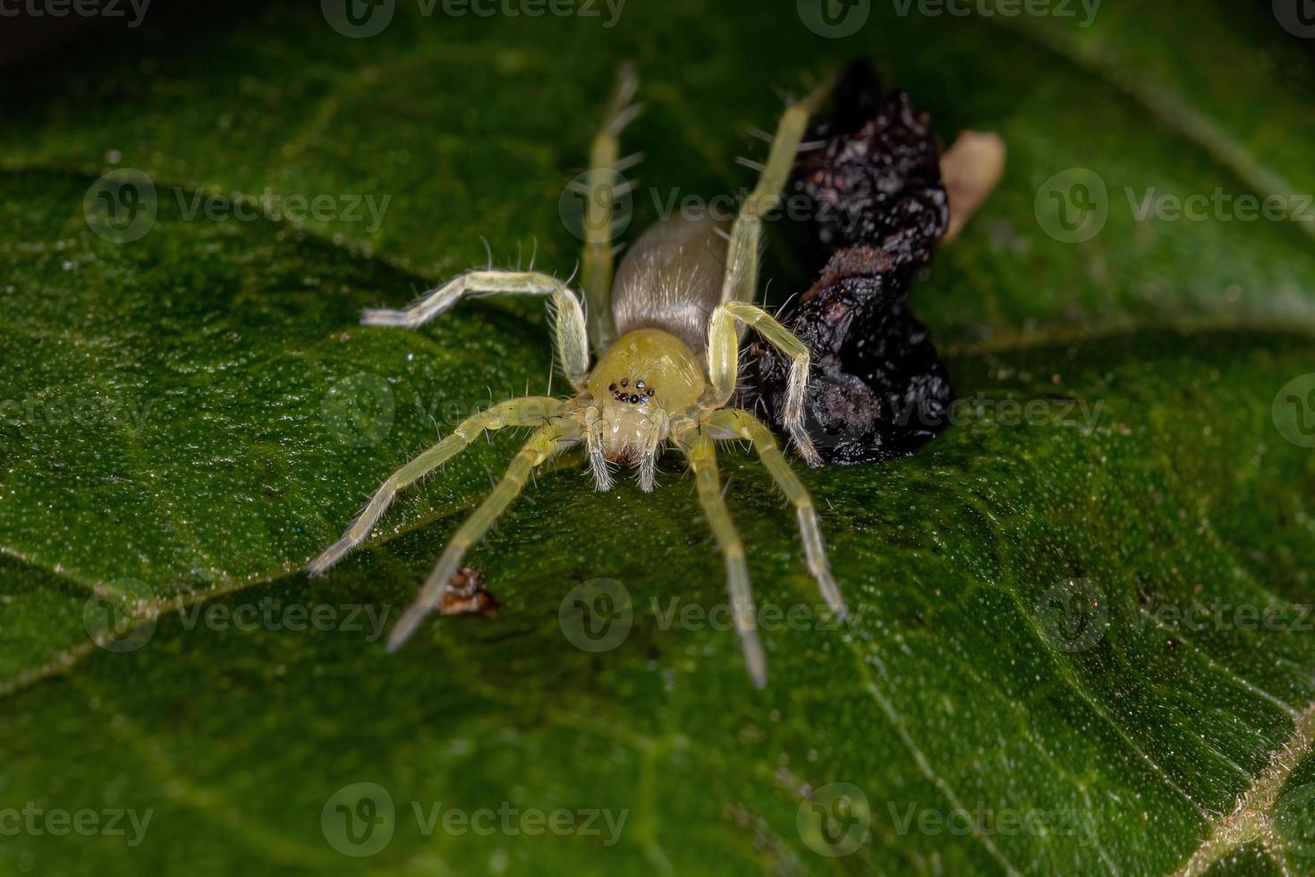 petite araignée fantôme verte photo