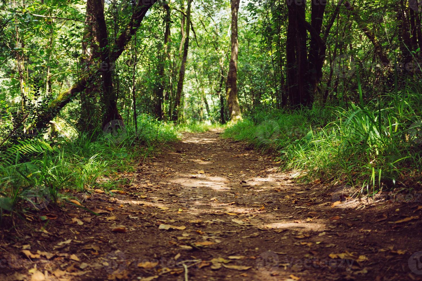 chemin sur la forêt photo