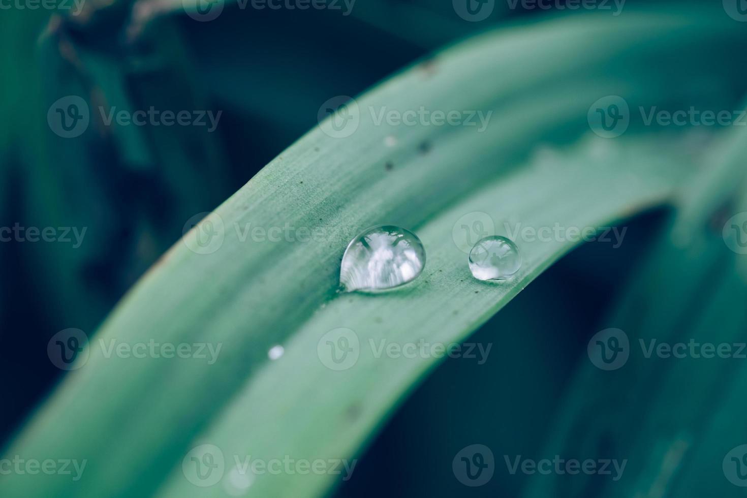 goutte de pluie sur l'herbe photo