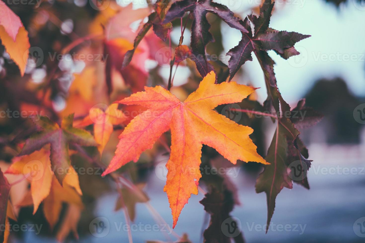 automne feuilles d'automne photo