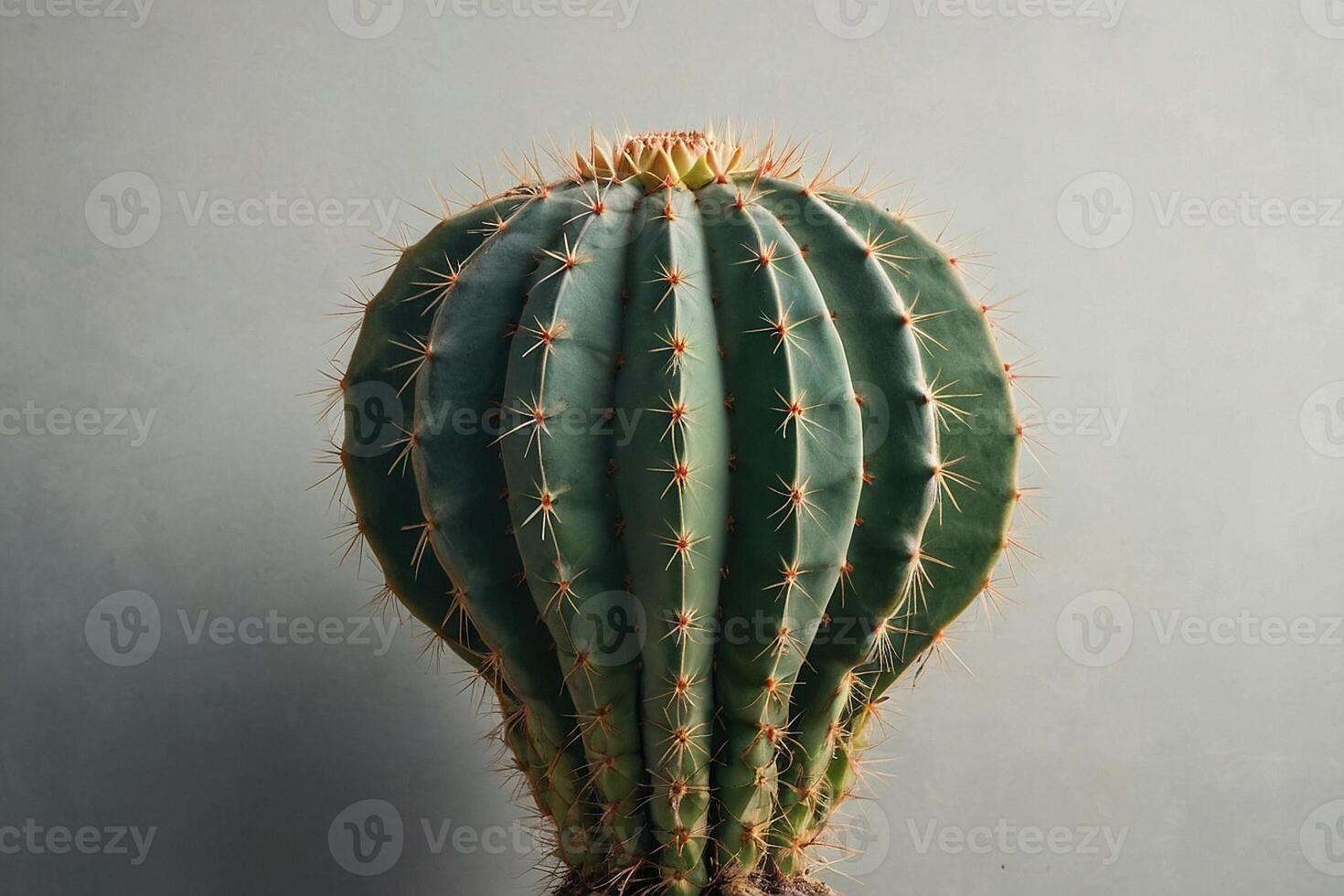 une cactus plante est montré dans de face de une gris mur photo