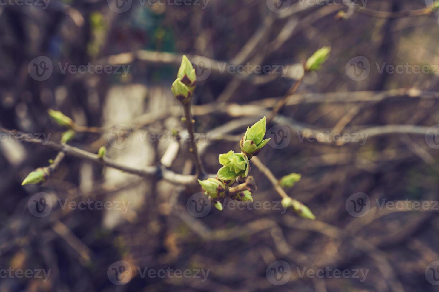 bourgeonnant Jeune lilas feuilles sur une brindille sur une ensoleillé printemps journée photo