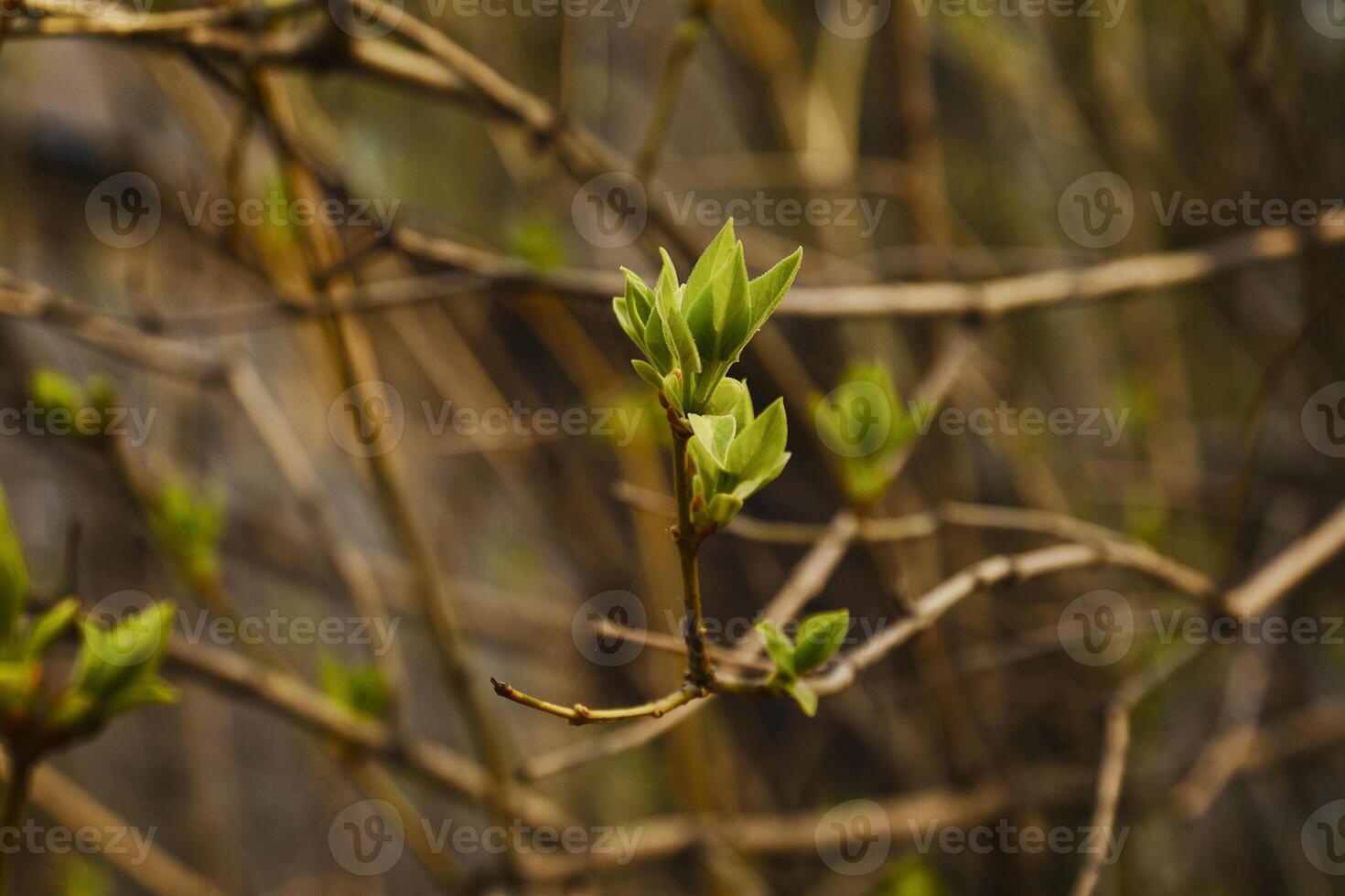 bourgeonnant Jeune lilas feuilles sur une brindille sur une ensoleillé printemps journée photo