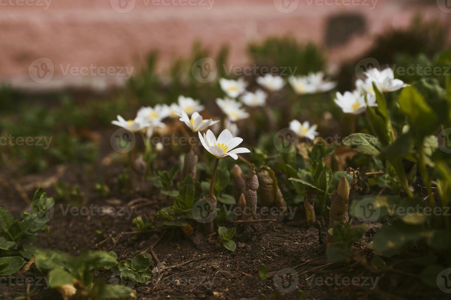 délicieux primevère fleurs encadré par vert feuilles sur une ensoleillé printemps journée photo