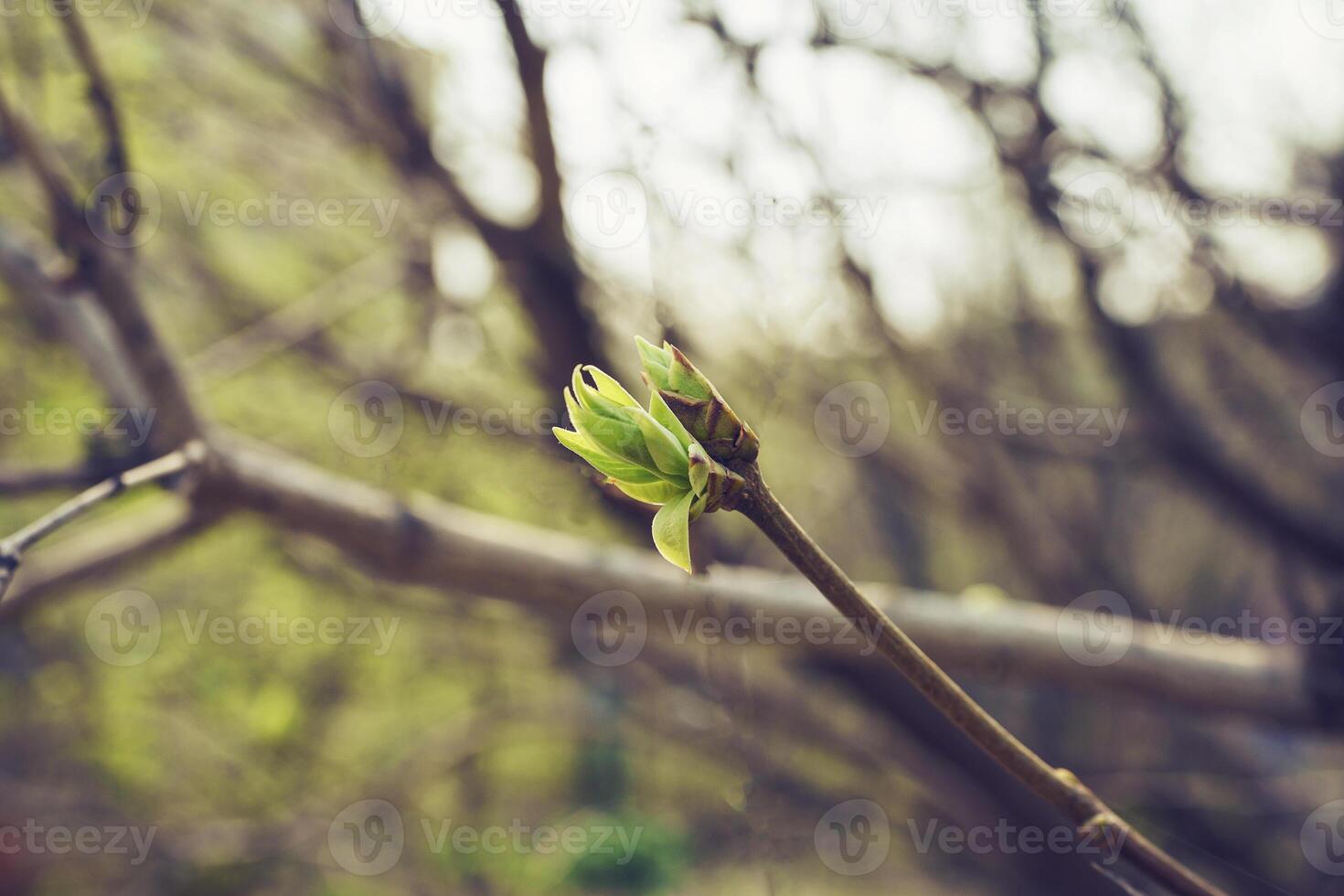 bourgeonnant Jeune lilas feuilles sur une brindille sur une ensoleillé printemps journée photo