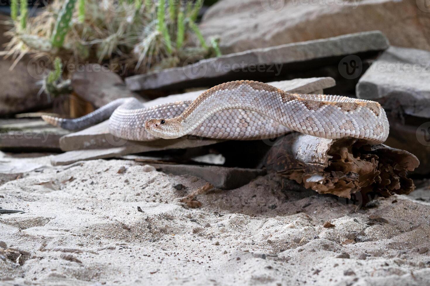 tropical serpent à sonnette, crotale durissus photo