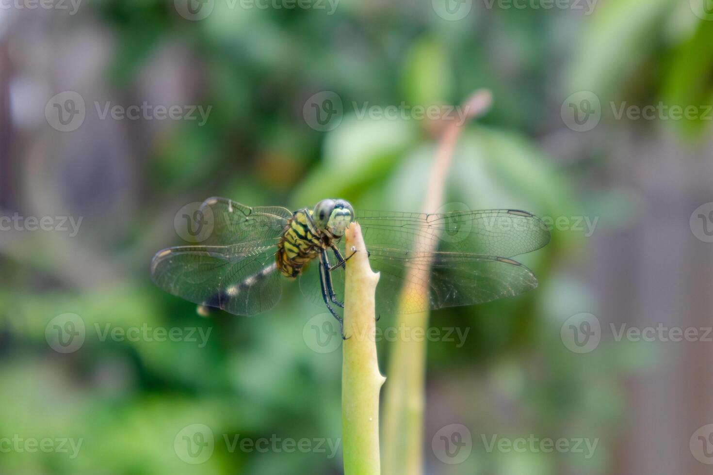 proche en haut vue de une libellule perché sur le pointe de un aloès Vera plante feuille photo