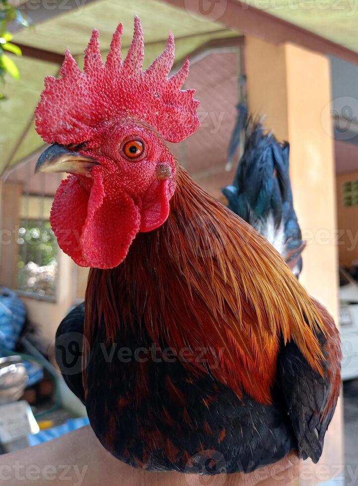 magnifique coloré sauvage poulets dans Thaïlande photo