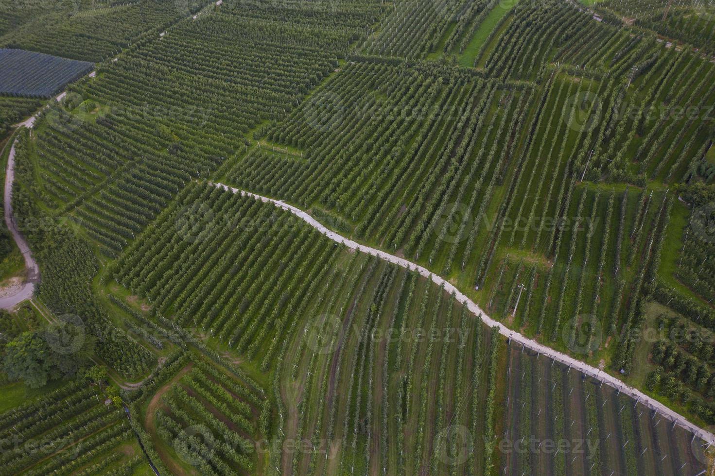 vue de dessus des plantations de pommes du trentin en italie photo