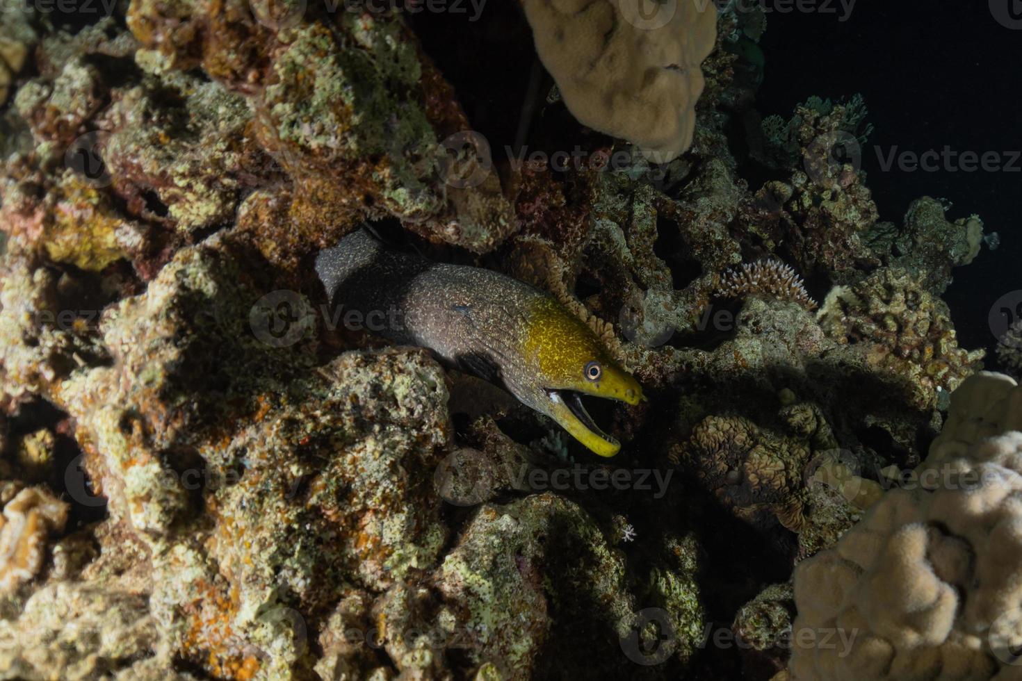 murène mooray lycodontis undulatus dans la mer rouge, eilat israël photo