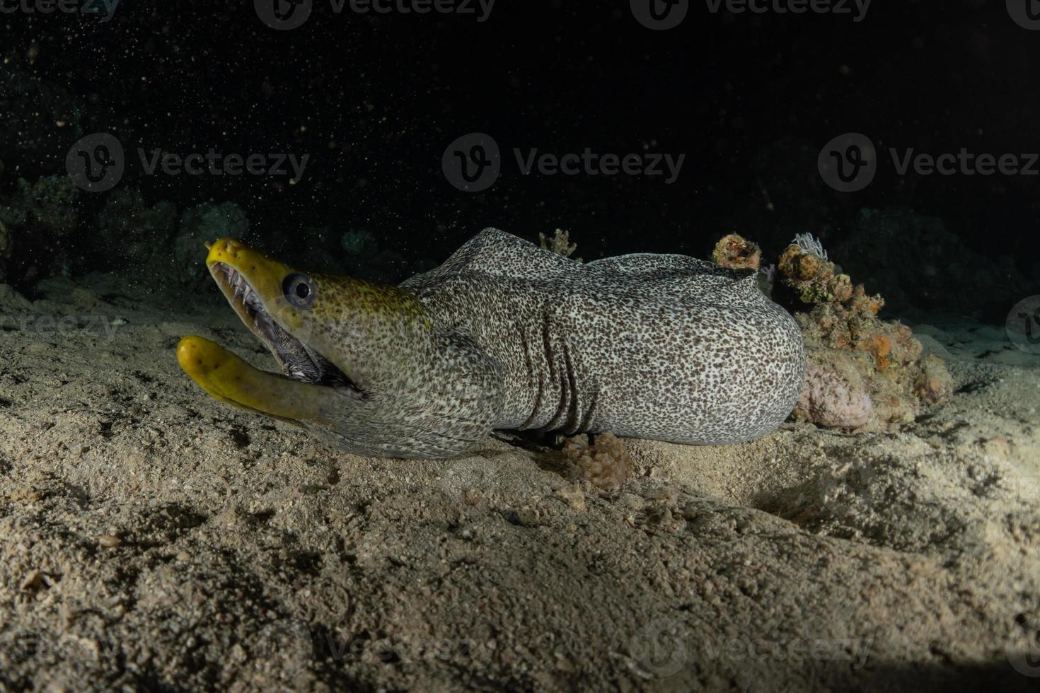 murène mooray lycodontis undulatus dans la mer rouge, eilat israël photo