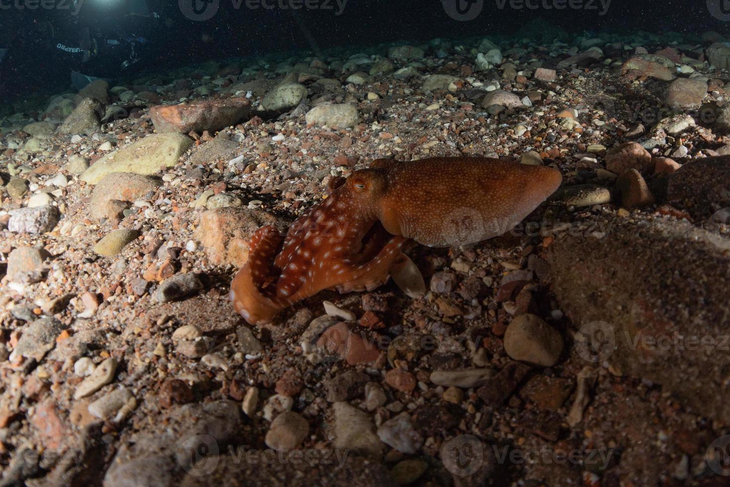 Octopus king of camouflage dans la mer rouge, eilat israël photo