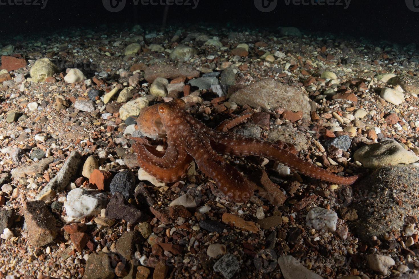 Octopus king of camouflage dans la mer rouge, eilat israël photo