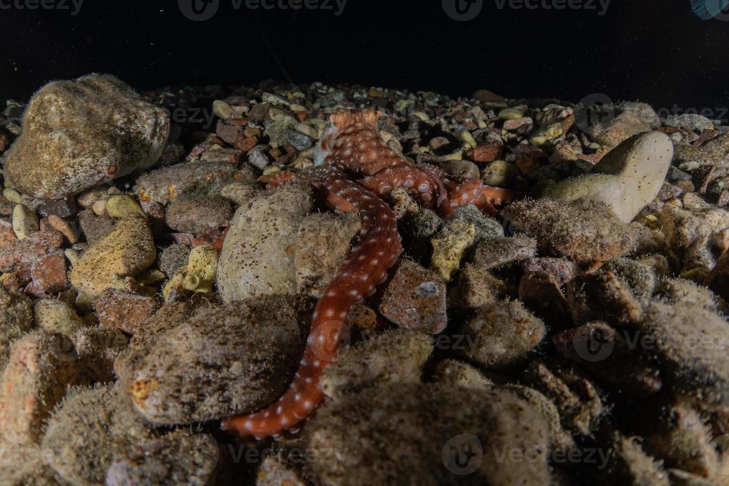 Octopus king of camouflage dans la mer rouge, eilat israël photo