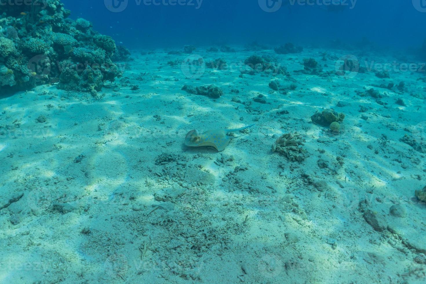 Stingray à points bleus sur les fonds marins de la mer rouge photo