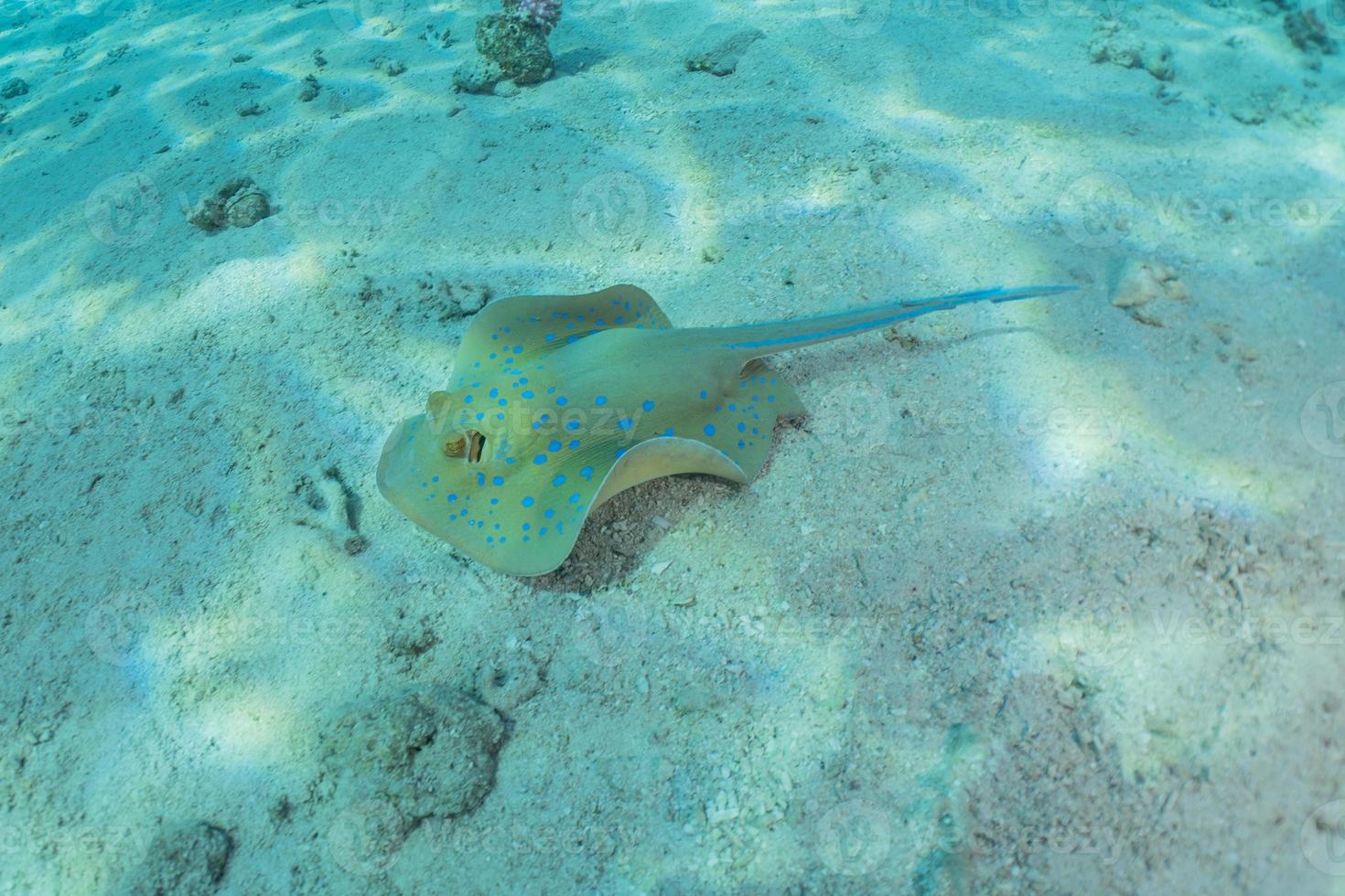 Stingray à points bleus sur les fonds marins de la mer rouge photo