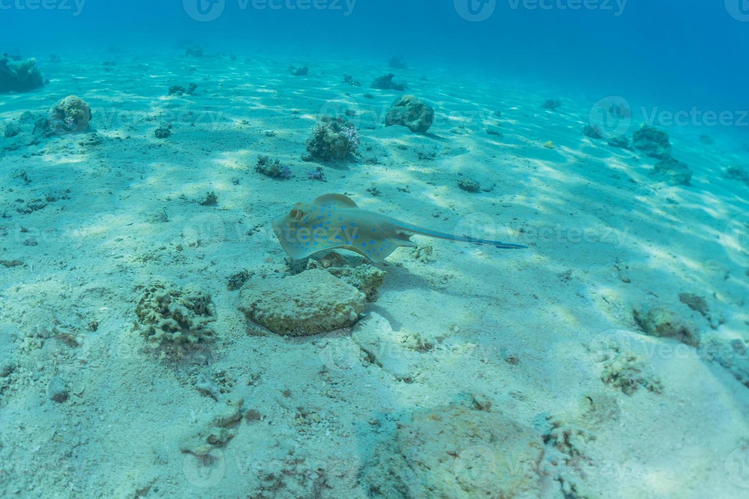 Stingray à points bleus sur les fonds marins de la mer rouge photo