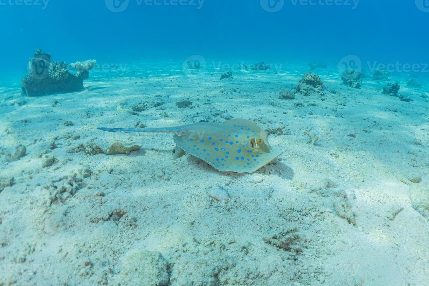 Stingray à points bleus sur les fonds marins de la mer rouge photo