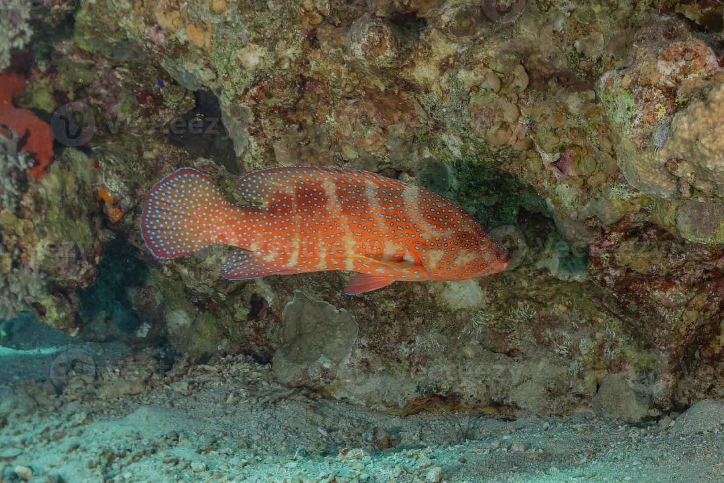 les poissons nagent dans la mer rouge, poissons colorés, eilat israël photo