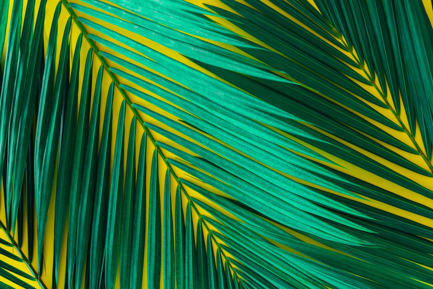 feuilles de palmier vertes sur fond jaune vif. concept d'été photo