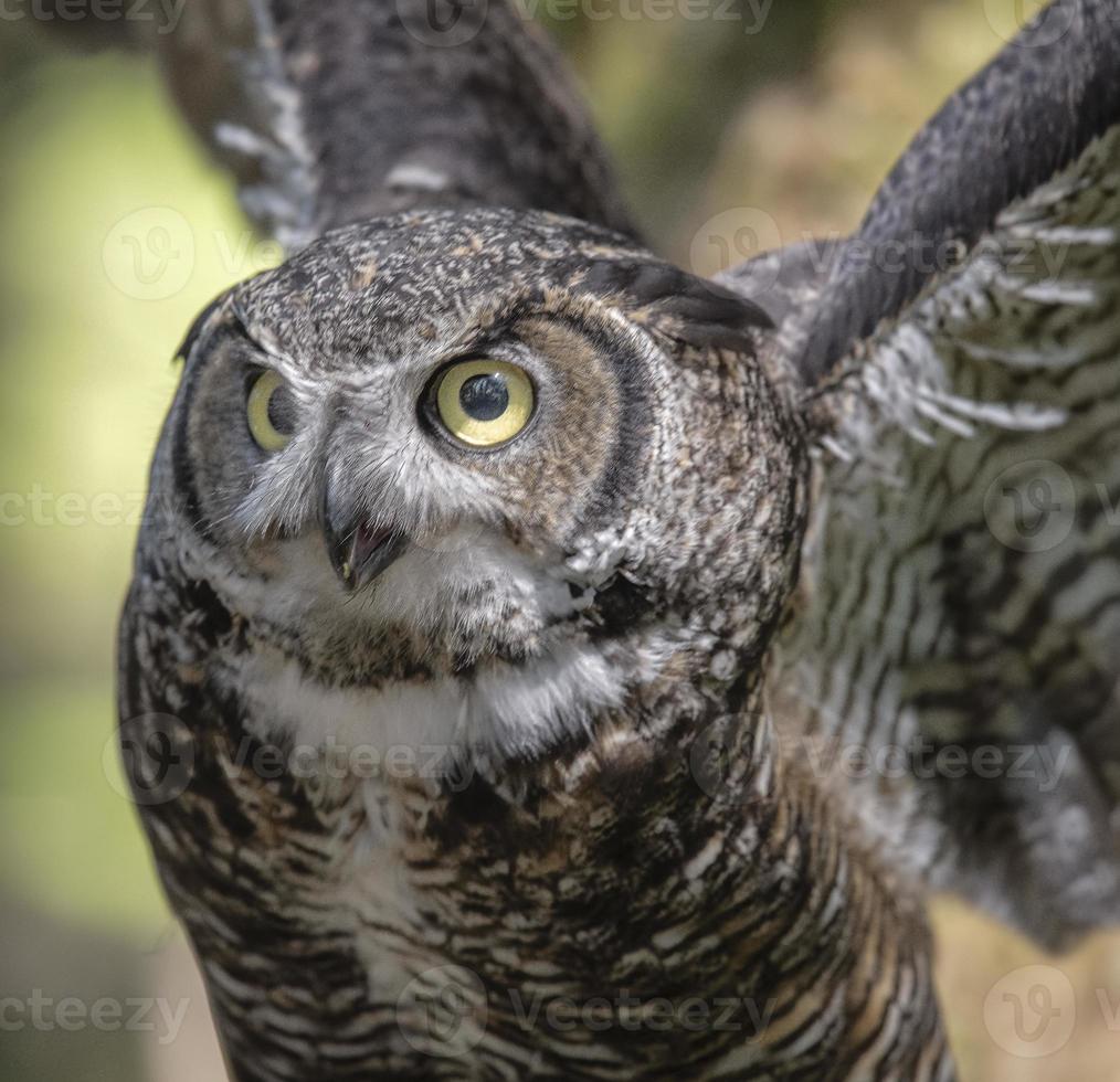 hibou grand duc photo