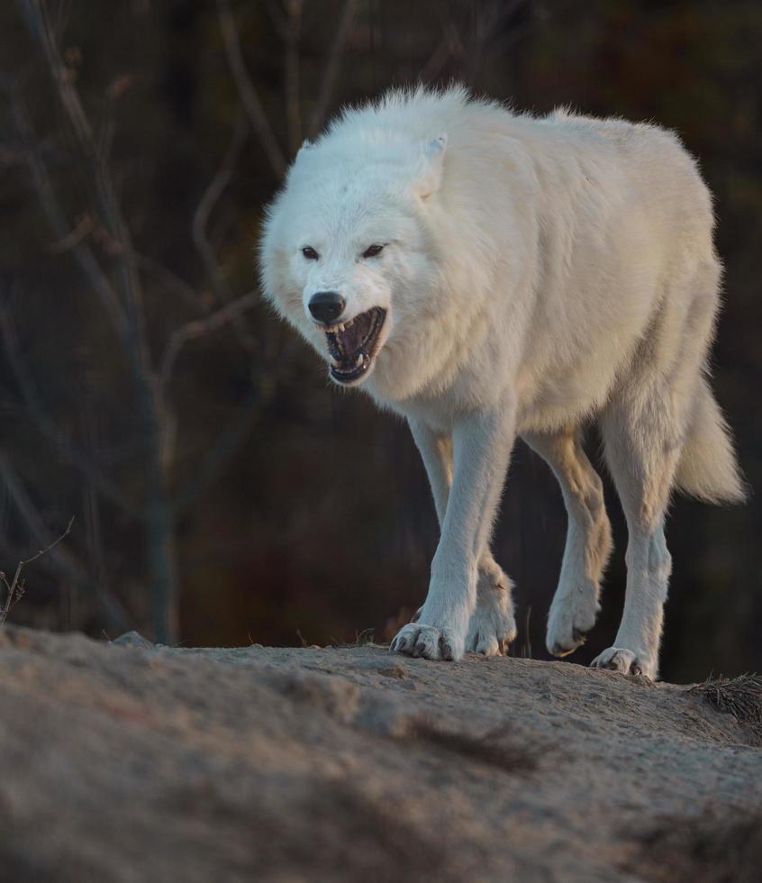 portrait de loup arctique photo