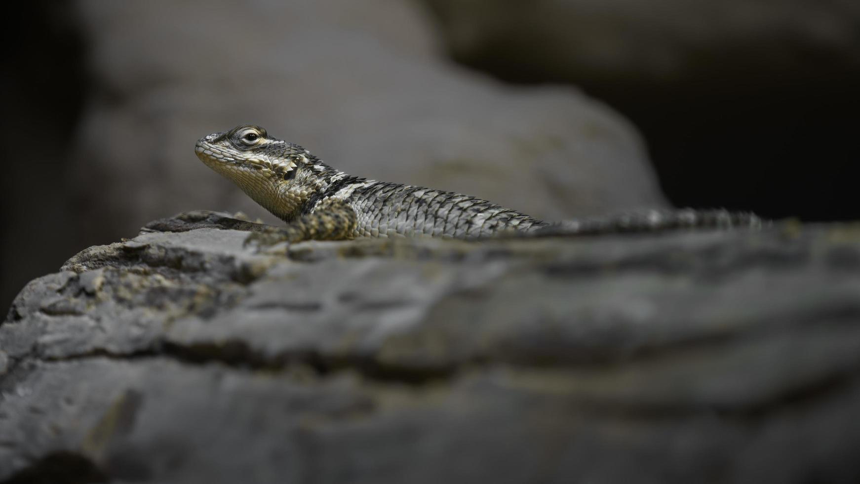 lézard épineux bleu photo