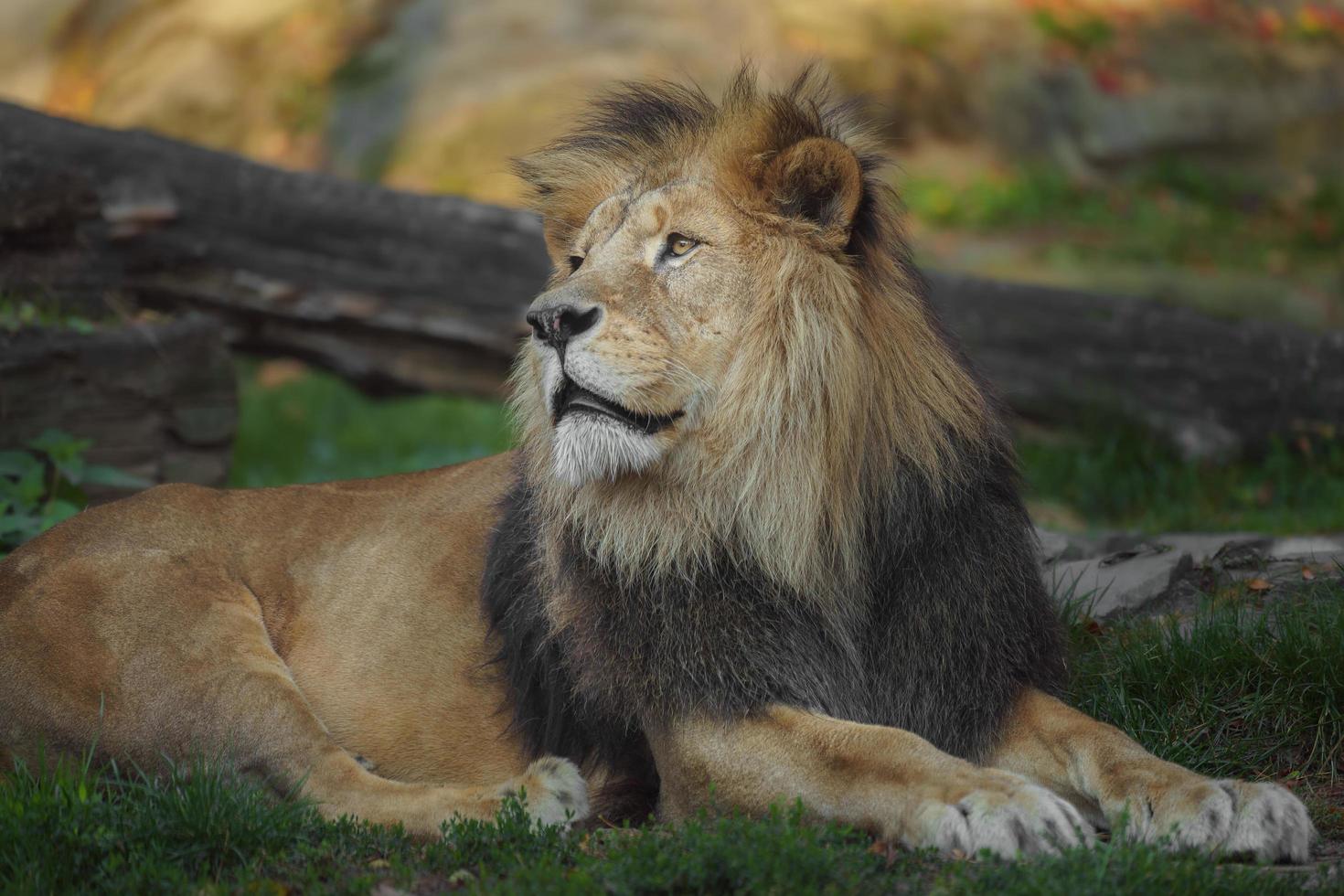 lion d'afrique du nord photo