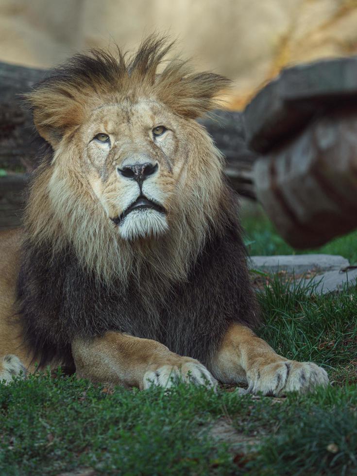 lion d'afrique du nord photo