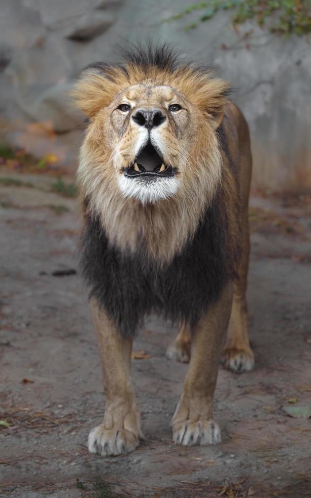 lion d'afrique du nord photo