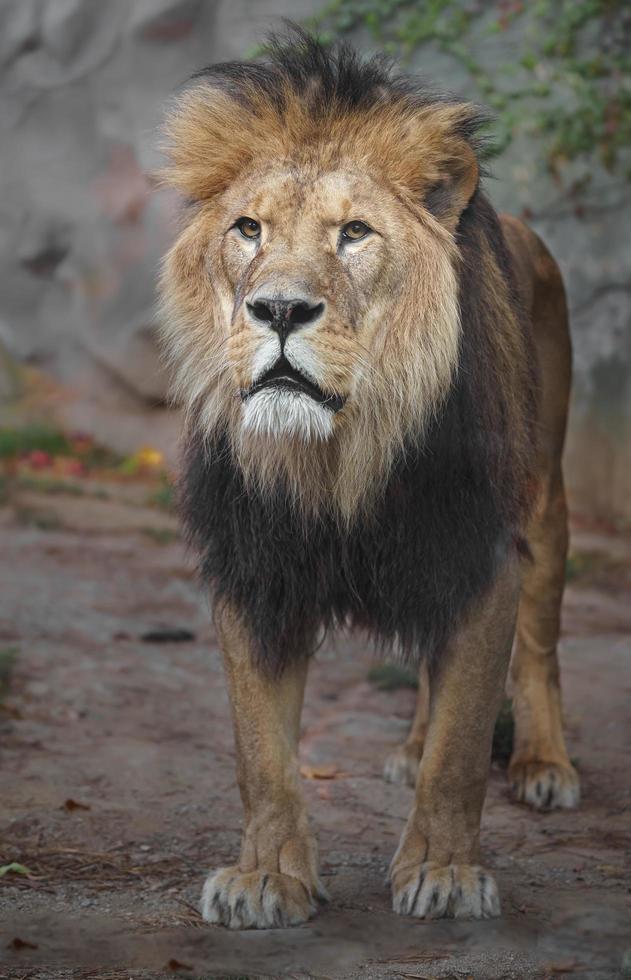 lion d'afrique du nord photo