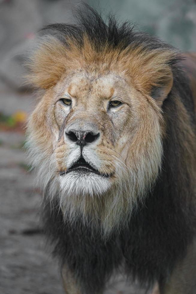 lion d'afrique du nord photo