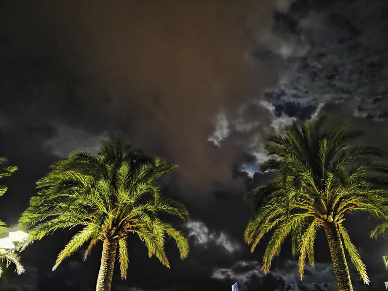 paysage avec des palmiers la nuit sur la côte ligurienne au clair de lune avec des nuages assombrissant le ciel photo