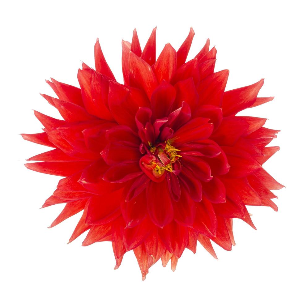 fleur de dahlia de luxe rouge isolé sur fond blanc. studio photo