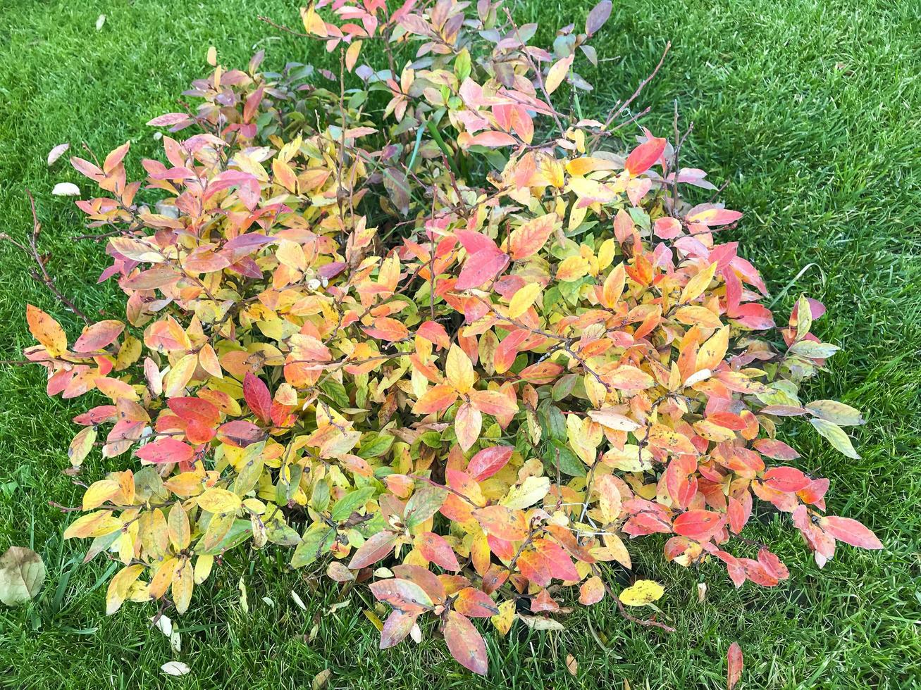 buisson avec des feuilles d'automne colorées sur l'herbe verte photo