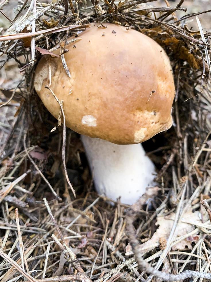 De délicieux cèpes comestibles cèpes poussant dans la forêt photo