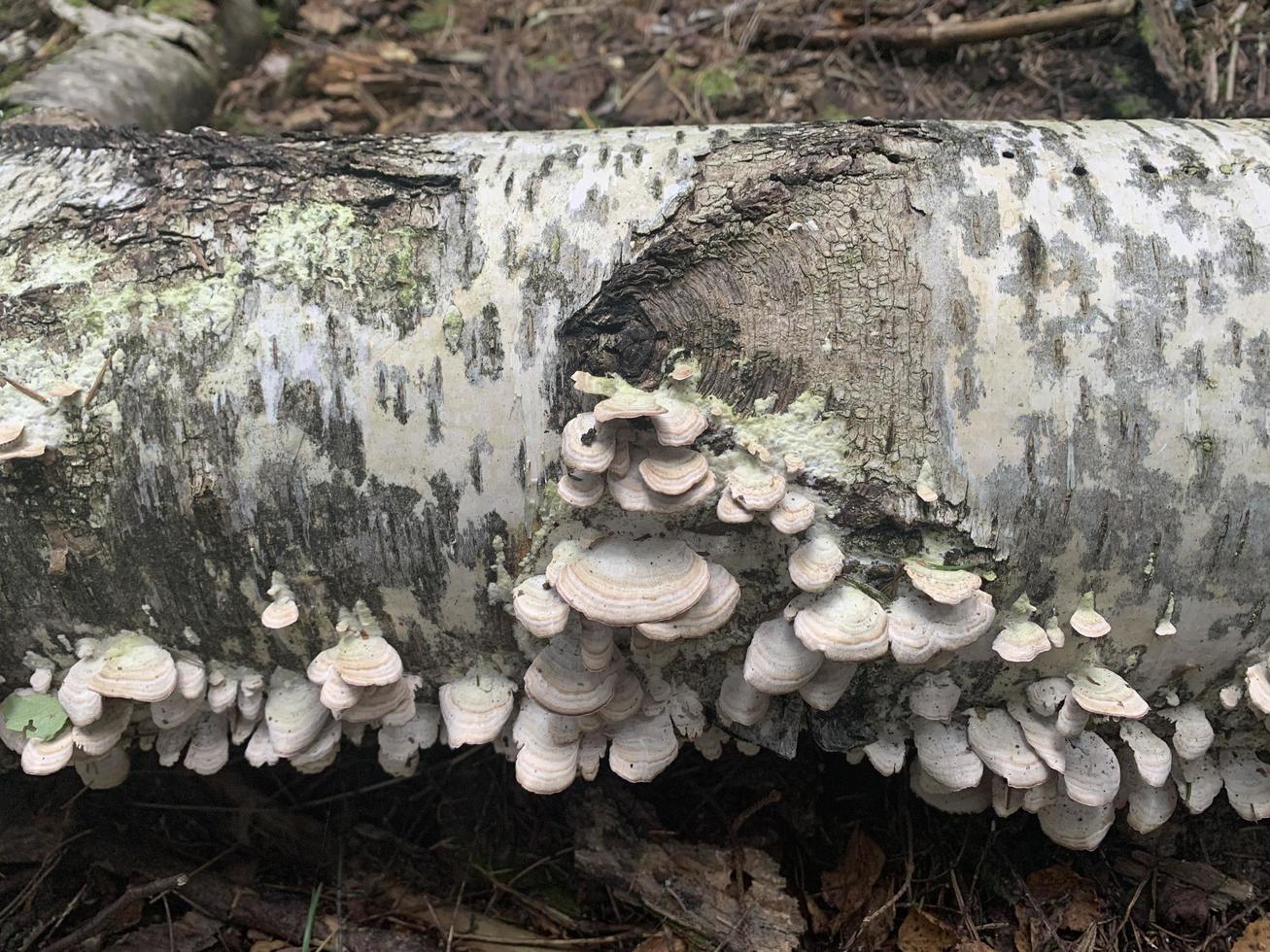 Champignons parasites phelinus igniarius poussant sur les arbres en forêt photo