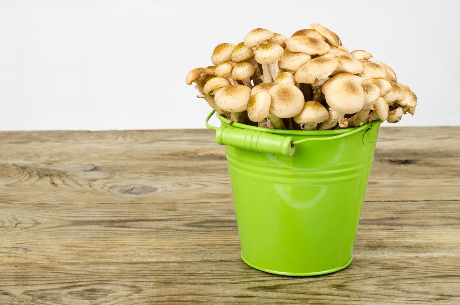 champignons armillaria mellea automne dans un seau. studio photo